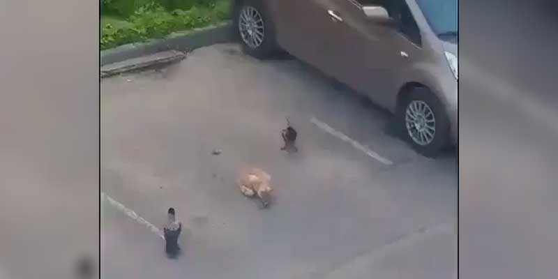Dos cuervos engañan a un gato para robarle la comida