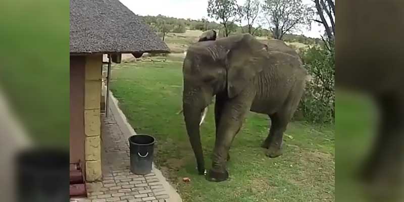 Este elefante es más educado que muchos humanos