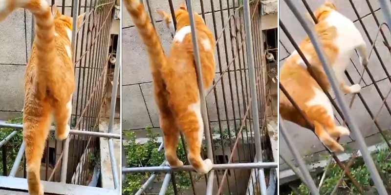 La curiosa forma de caminar un gato en una valla