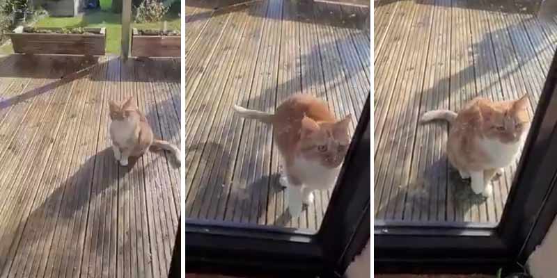 Este gato simula estar herido para que le dejen entrar en casa