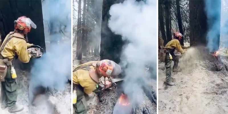 Talando un árbol que está en llamas