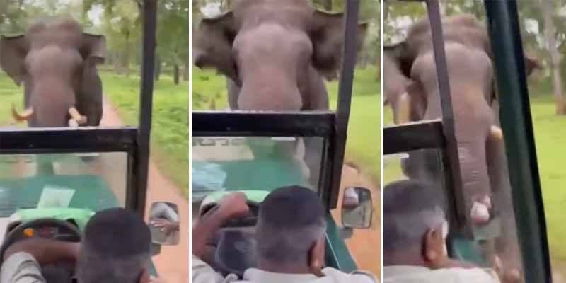Un elefante carga contra un Jeep