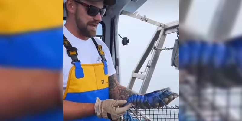 Un pescador encuentra una rarísima langosta azul