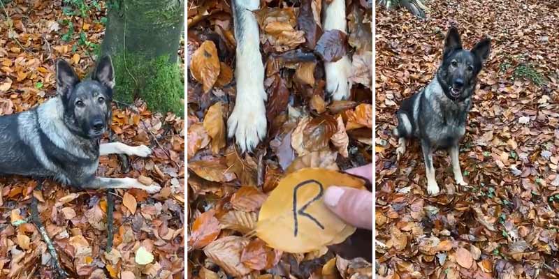 Un perro adiestrado es capaz de encontrar una hoja marcada en un bosque