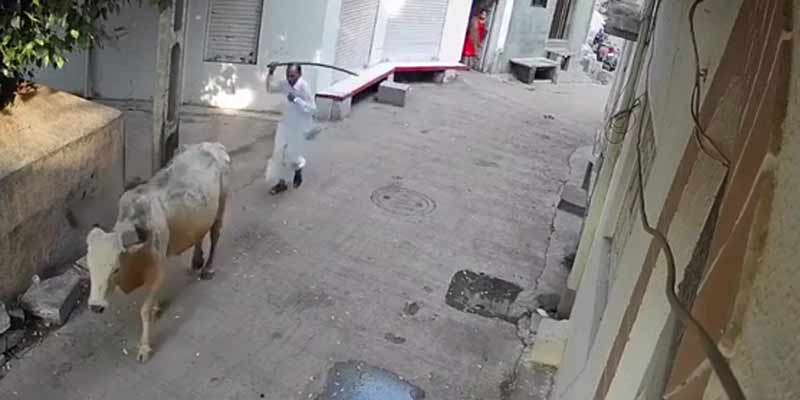 Un hombre intenta ahuyentar a una vaca con un palo y acaba fatal
