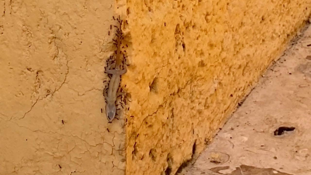 Unas hormigas sube un lagarto muerto por una pared