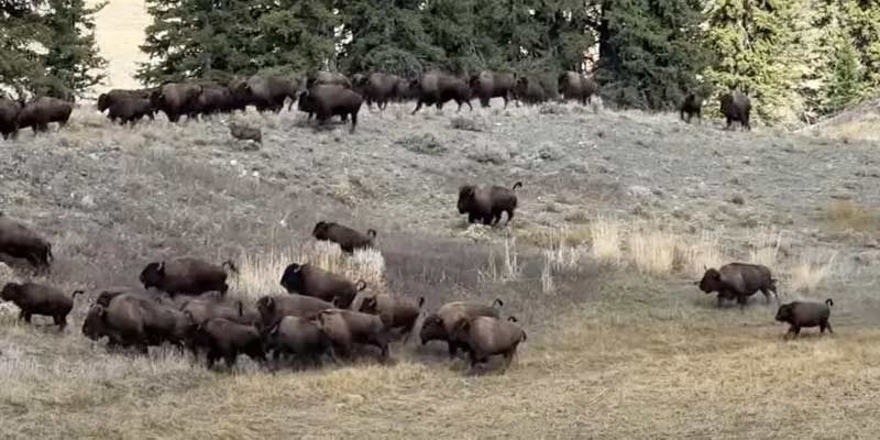 Un ciervo corre hacia una manada de bisontes huyendo del coyote