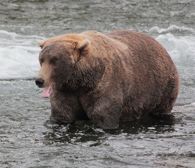 Un concurso encuentra el oso más gordo de Alaska