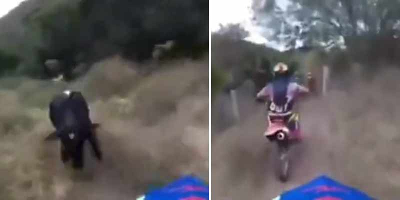 La intensa persecución de un toro a un grupo de motoristas que hacen motocross