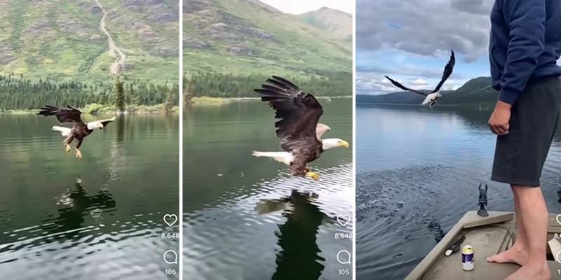 Un águila calva le roba un pez a un pescador