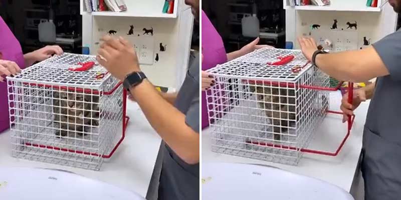 Una jaula especial para que el veterinario pueda lidiar con gatos agresivos