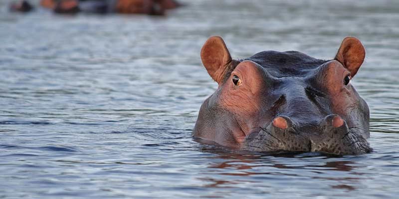 Seguro que no sabías esto de los hipopótamos