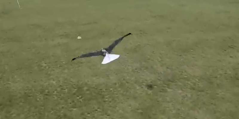 Un ornitóptero con movimientos de alas muy realistas