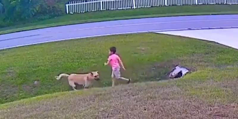 Un perro defiende a un niño del ataque de otro perro