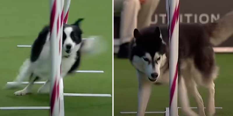 Diferencia entre el husky y el border collie en una competición de agility