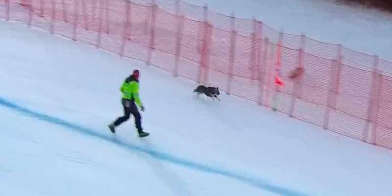 Un perro se cuela en una competición de ski