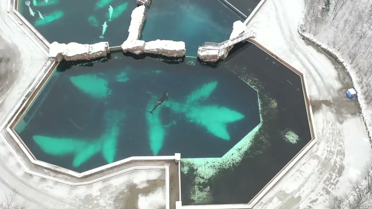 Graban con un drone la solitaria vida de Kiska, la orca más aislada del planeta