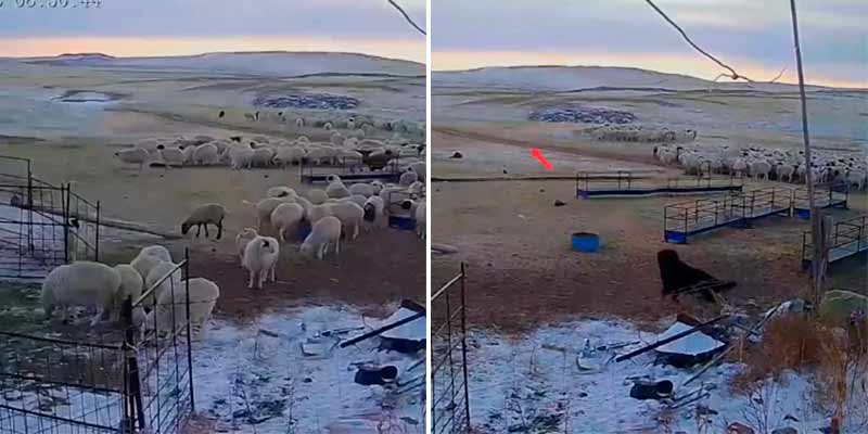 Un mastín tibetano defendiendo al rebaño de ovejas del ataque de un lobo