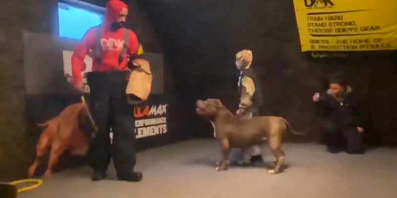 Un pitbull adiestrado para proteger a un niño