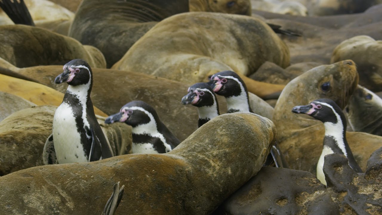 Los pingüinos surfean sobre los leones marinos hasta llegar al mar