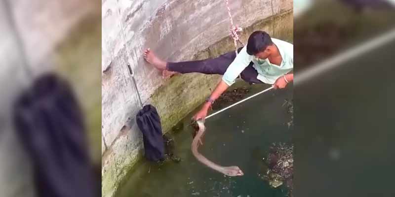 Rescatando a una cobra que ha caido al agua