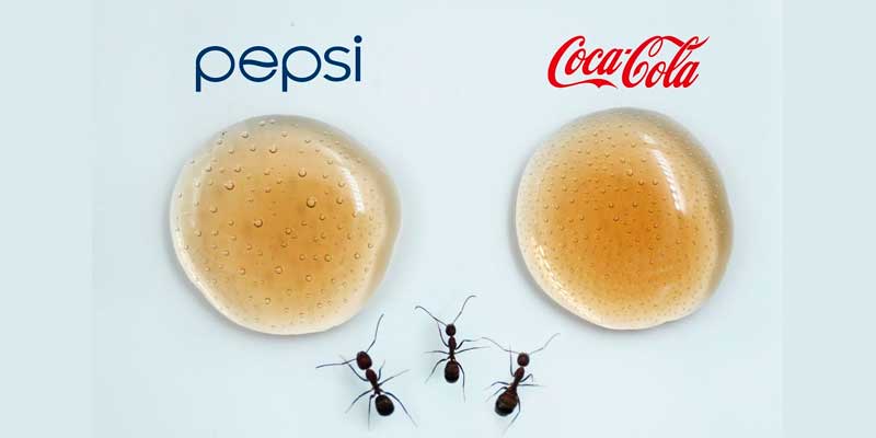 ¿Qué elegirán las hormigas? ¿Coca-Cola o Pepsi?