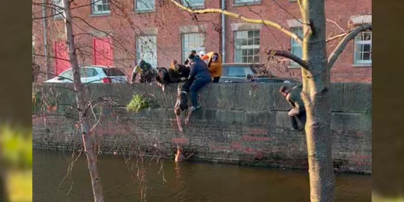 Rescatando a un perro que ha caido a un canal