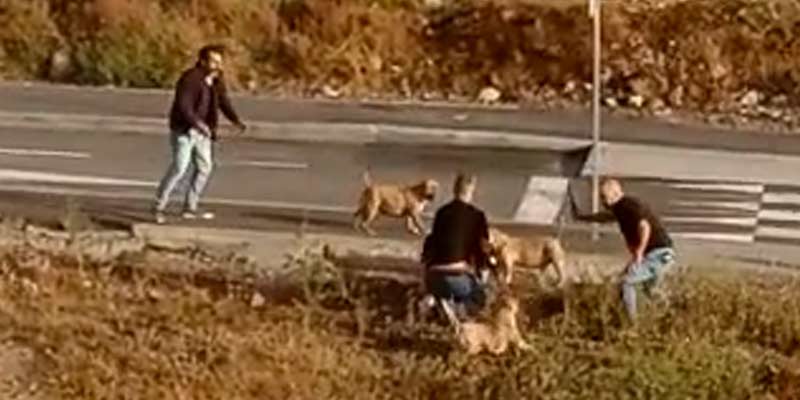 La policía abate en defensa propia a tres perros durante una detención en Tenerife que les azuza el dueño