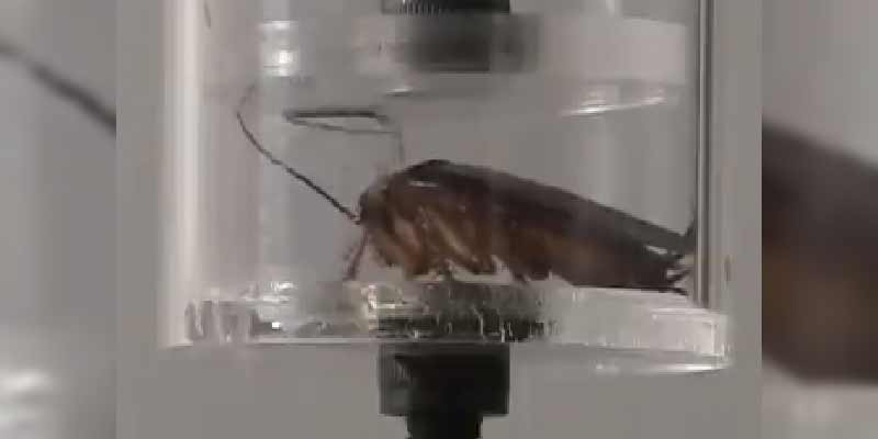 Las cucarachas pueden atravesar un conducto de 3 milímetros