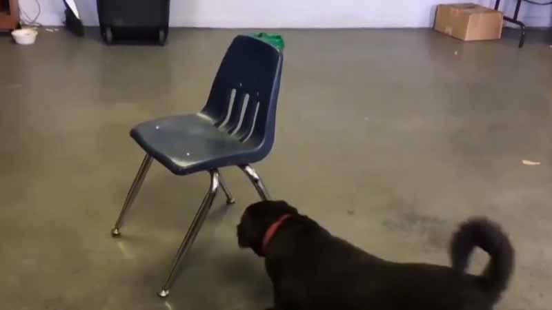 Este perro tiene esta técnica para subirse a la silla