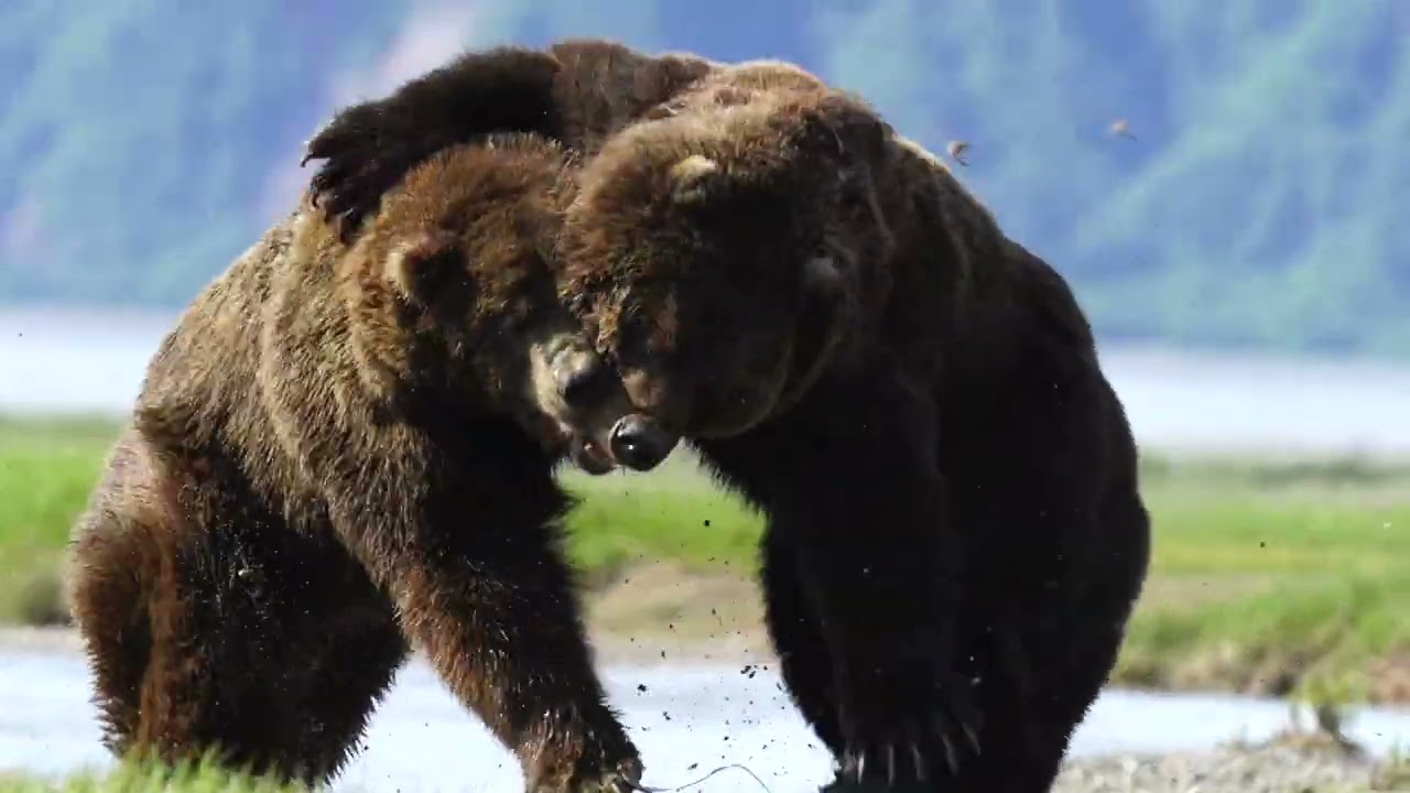 La pelea de dos impresionantes osos grizzly