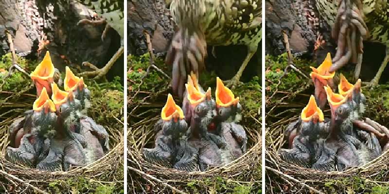 La curiosa manera de este pájaro de mantener el nido limpio cuando sus polluelos defecan