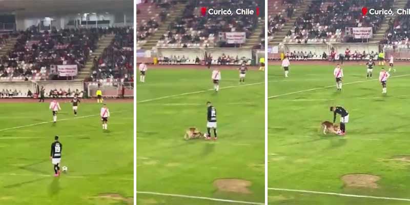 Un perro roba el espectáculo en un partido de fútbol en Chile