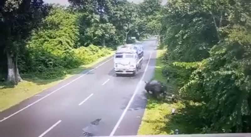 Un rinoceronte embiste a un camión