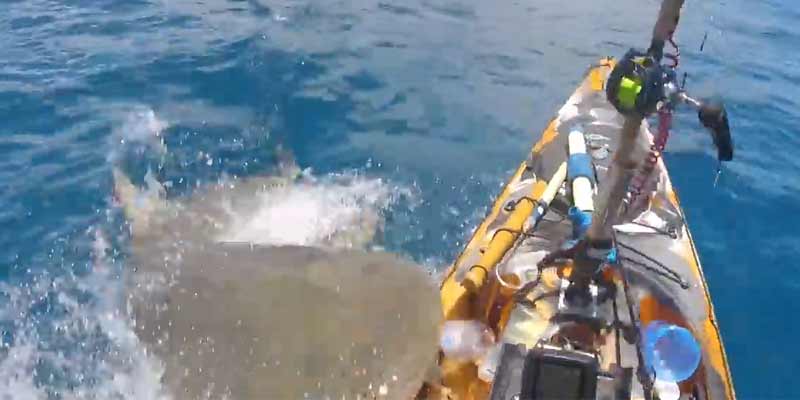 Un tiburón tigre ataca a un pescador que navega en un kayak