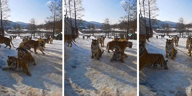 Una cámara con los tigres sobre hielo sería muy entretenida
