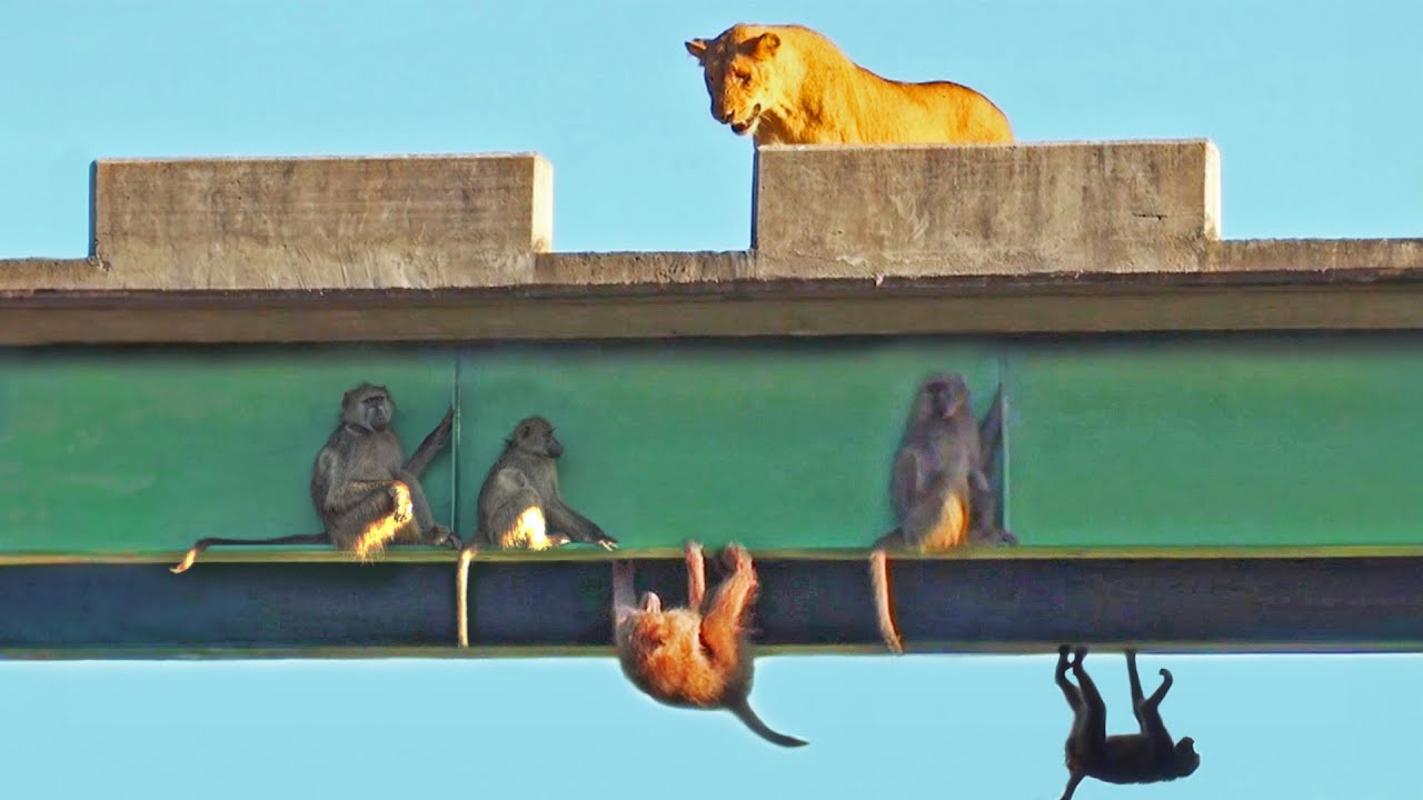 Los babuinos se esconden de los leones debajo de un puente