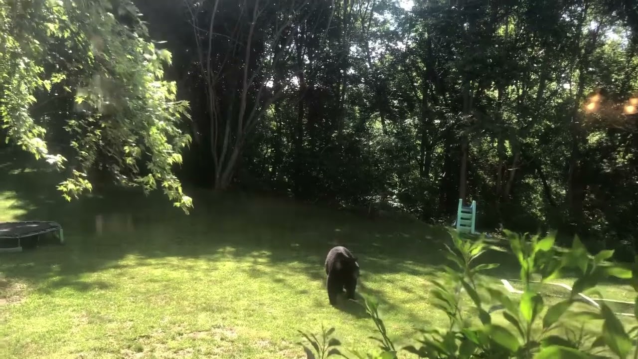 Hay un oso en su jardín y decide espantarlo así