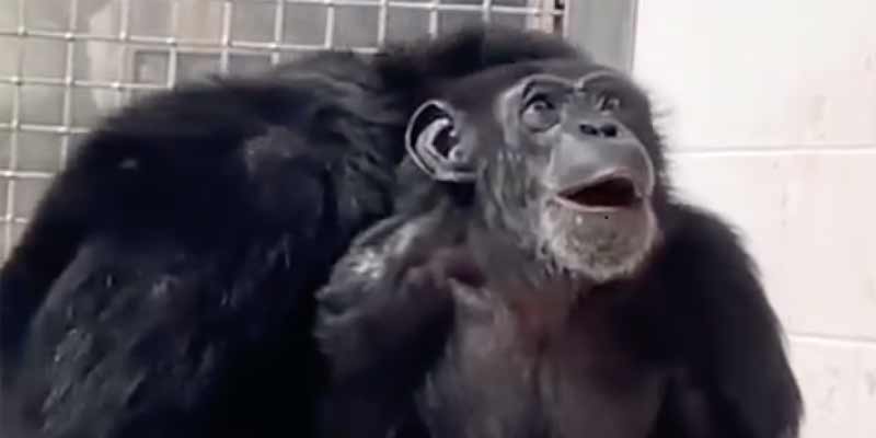 Vanilla, la chimpancé liberada tras 29 años enjaulada, experimenta el asombro de ver el cielo por primera vez