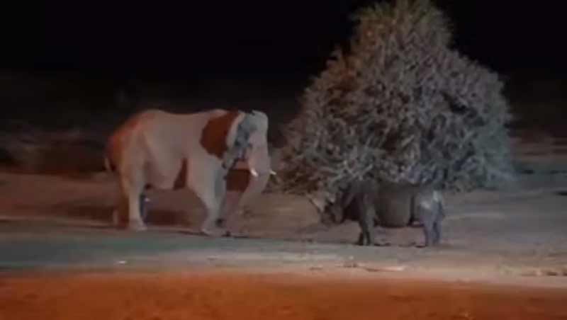 Un elefante y un rinoceronte tienen un encontronazo