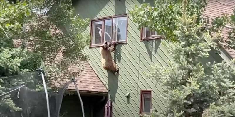 Un oso se cuela en una casa en Colorado, se come la comida y se queda atrapado tratando de escapar por la ventana
