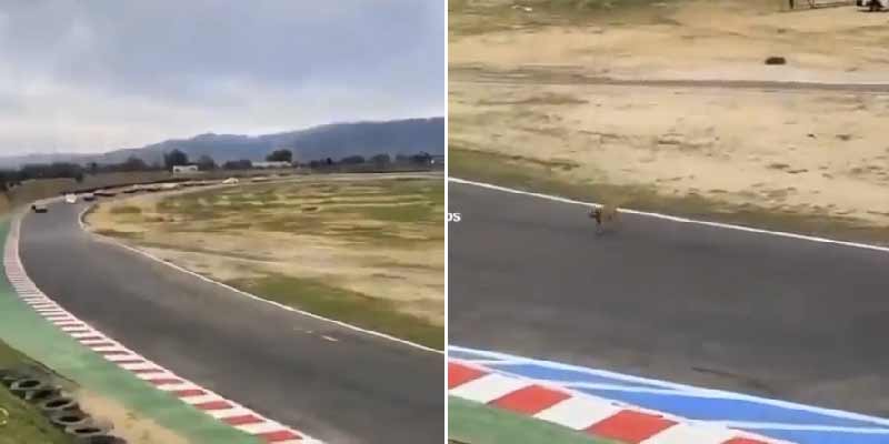 El perro cruza tranquilamente el circuito de carreras