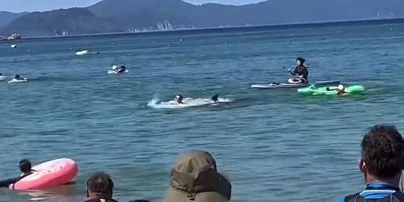 Un hombre de 60 años es atacado por un delfín en una playa de Japón