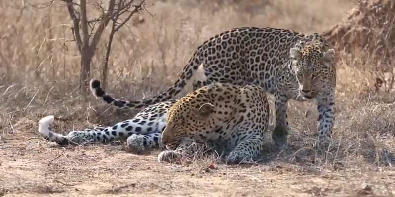 Me parece que la hembra de leopardo quiere algo del macho