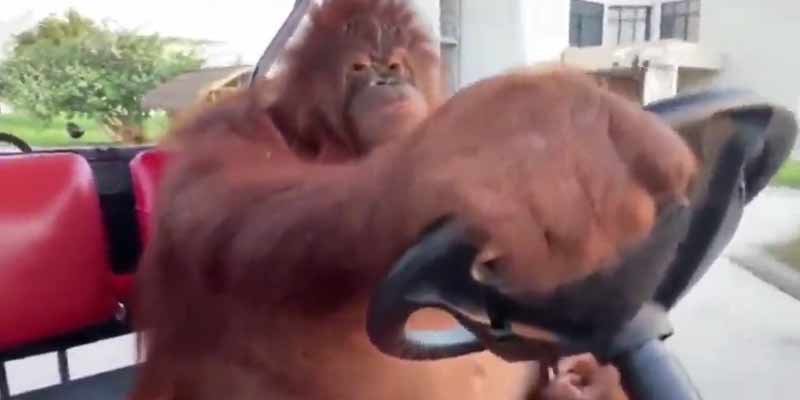 Este orangután conduce mejor que tú