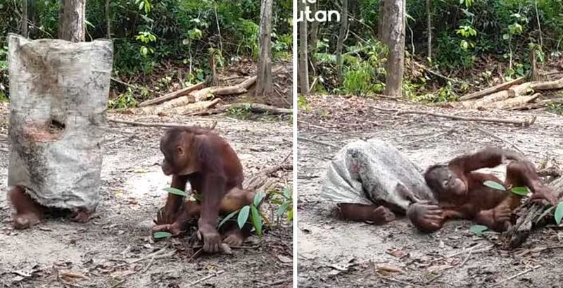 El cómico momento de una cría de orangután intenta que otra le haga caso