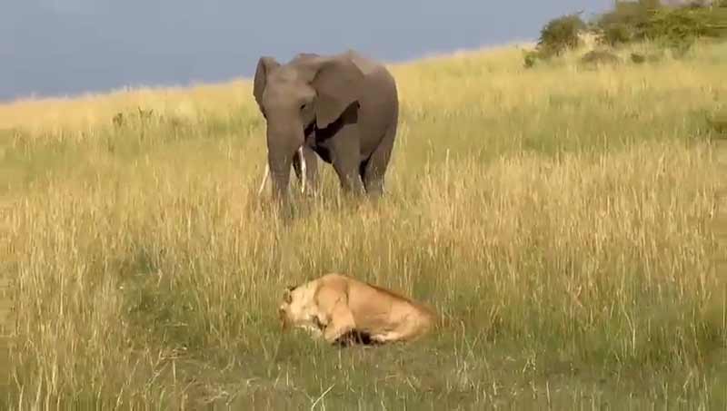 Un elefante carga contra las crías de león
