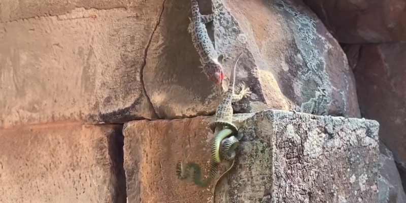 Un gecko acude en ayuda de otro gecko atrapado por una serpiente