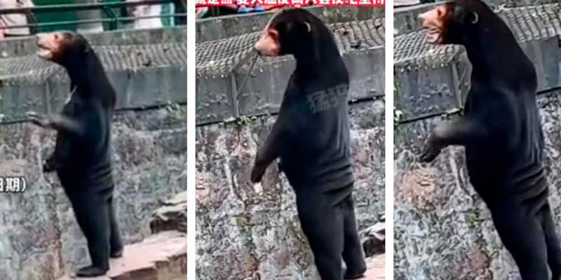 Un zoológico de China se ha visto obligado a aclarar que sus osos no son personas disfrazadas