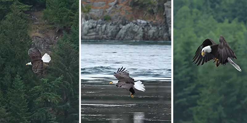 Un águila calva americana pescando/cazando y comiendo al vuelo